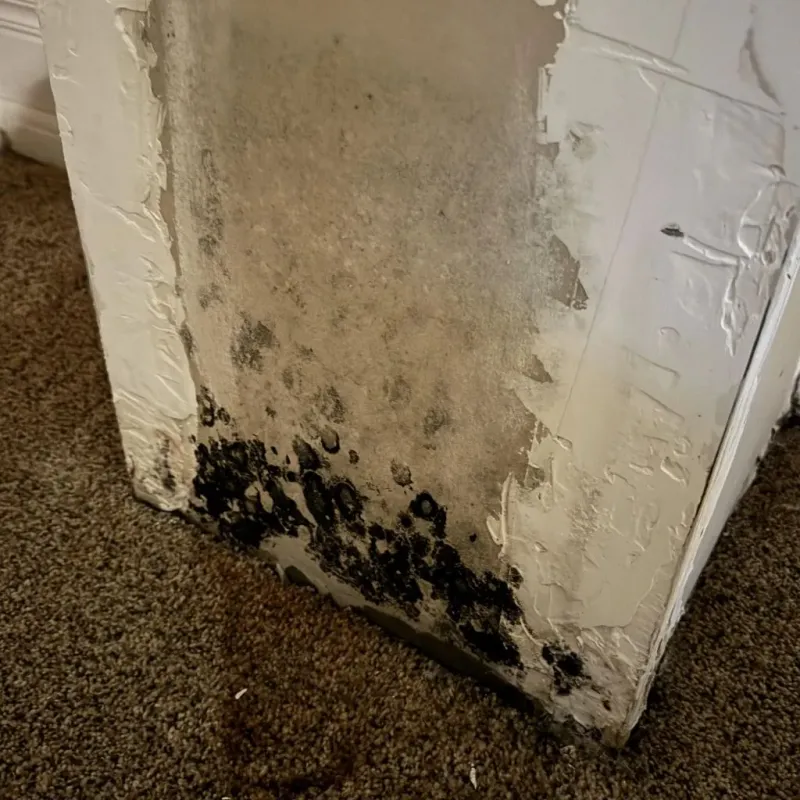 Professional Mold Removal in China Grove, NC